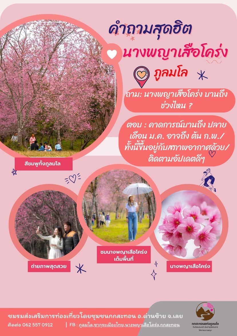 ภูลมโล ซากุระเมืองไทย ต้นนางพญาเสือโคร่ง